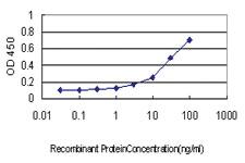 Anti-PRDX3 Mouse Monoclonal Antibody [clone: 1E3-B2]