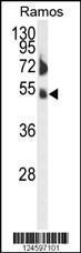 Anti-FCRL4 Rabbit Polyclonal Antibody (Biotin)