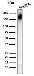 Western blot analysis of human spleen tissue lysate using Anti-CD45RA Antibody [PTPRC/1148]