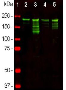 Antibody A85336-100 100 µl