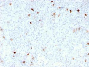 Anti-Human IgM Heavy Chain Mouse Recombinant Antibody [clone: rIM260]