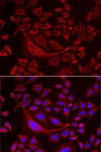 Immunofluorescence analysis of MCF7 cells using Anti-TUFM Antibody (A9861). DAPI was used to stain the cell nuclei (blue).