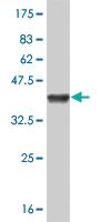 Anti-RBP3 Mouse Polyclonal Antibody