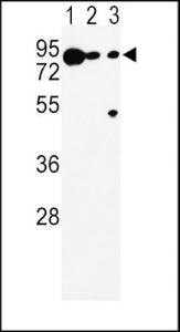 Anti-DCT Rabbit Polyclonal Antibody (APC (Allophycocyanin))