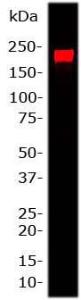 Antibody A85336-100 100 µl