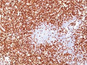 Immunohistochemical analysis of formalin-fixed, paraffin-embedded human tonsil using Anti-CD45RO Antibody [UCHL-1 + T200/797]