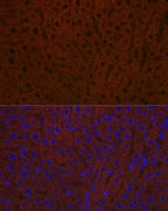 Immunofluorescence analysis of mouse liver using Anti-Ceruloplasmin Antibody [ARC5018-06] (A306336) at a dilution of 1:100 (40x lens). DAPI was used to stain the cell nuclei (blue).