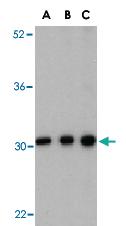 Anti-BCAP31 Rabbit Polyclonal Antibody