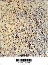 Anti-SPT13 Rabbit Polyclonal Antibody (APC (Allophycocyanin))