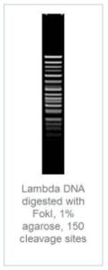 FERMFD2144 - ENZYME FD FOKI 100µL (100RXN)