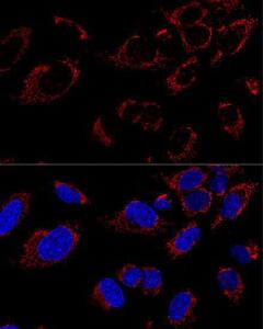 Confocal immunofluorescence analysis of U-2 OS cells using Anti-TUFM Antibody (A9861) at a dilution of 1:100. DAPI was used to stain the cell nuclei (blue).