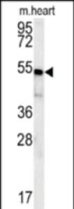 Anti-HEY2 Rabbit Polyclonal Antibody (HRP (Horseradish Peroxidase))