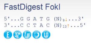 FERMFD2144 - ENZYME FD FOKI 100µL (100RXN)