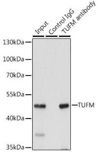 Immunoprecipitation analysis of 200µg extracts of 293T cells using 3µg of Anti-TUFM Antibody (A9861). This Western blot was performed on the immunoprecipitate using Anti-TUFM Antibody (A9861) at a dilution of 1:1000.