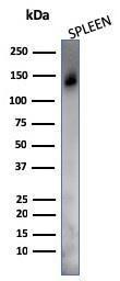 Western blot analysis of human spleen tissue lysate using Anti-CD45RO Antibody [UCHL-1 + T200/797]