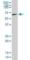 Anti-OCLN Rabbit Polyclonal Antibody