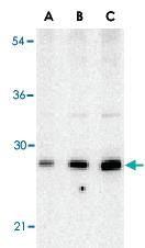 Anti-BCAP29 Rabbit Polyclonal Antibody