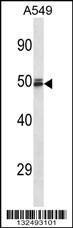 Anti-HEMGN Rabbit Polyclonal Antibody (HRP (Horseradish Peroxidase))