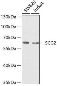 Western blot analysis of extracts of various cell lines, using Anti-Chromogranin C/SGII Antibody (A9862) at 1:1,000 dilution The secondary antibody was Goat Anti-Rabbit IgG H&L Antibody (HRP) at 1:10,000 dilution Lysates/proteins were present at 25 µg per lane