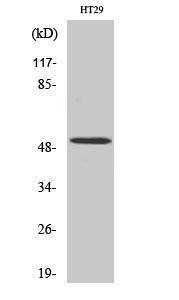 Western blot analysis of various cells using Anti-HNF4 alpha Antibody