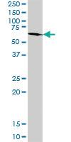 Anti-OCLN Rabbit Polyclonal Antibody