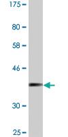 Anti-MOXD1 Mouse Monoclonal Antibody [clone: 2C9]