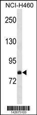 Anti-FCSD2 Rabbit Polyclonal Antibody (APC (Allophycocyanin))