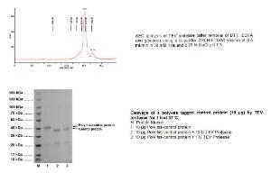 Fig 1: SDS-PAGE (4-20%) of TEV Protease: M: Protein Marker 1: TEV Protease (3 ?g) 2: TEV Protease (5 ?g) 3: TEV Protease (8 ?g)