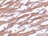 Anti-BCAP29 Rabbit Polyclonal Antibody