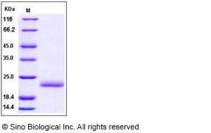 Recombinant Human IL-1 alpha Protein