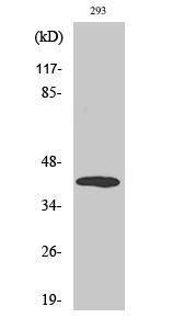 Western blot analysis of various cells using Anti-MAP2K6 Antibody