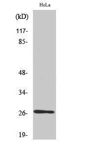 Western blot analysis of various cells using Anti-HSP27 Antibody