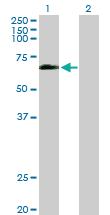 Anti-OCLN Rabbit Polyclonal Antibody