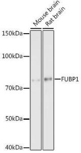 Western blot analysis of extracts of various cell lines, using Anti-FUBP1 / FBP Antibody [ARC1403] (A309248) at 1:1,000 dilution. The secondary antibody was Goat Anti-Rabbit IgG H&L Antibody (HRP) at 1:10,000 dilution.