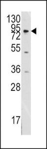 Anti-MCK10 Rabbit Polyclonal Antibody