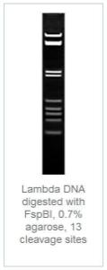 FERMER1762 - ENZYME FSPBI 2500 UNITS