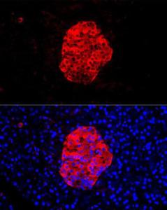 Immunofluorescence analysis of rat pancreas cells using Anti-Chromogranin C/SGII Antibody (A9862) at a dilution of 1:100 (40x lens) DAPI was used to stain the cell nuclei (blue)