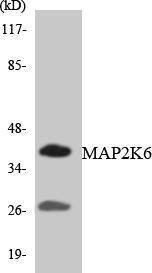 Western blot analysis of the lysates from HepG2 cells using Anti-MAP2K6 Antibody