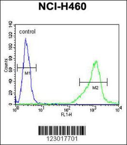 Anti-ALDH1A1 Rabbit Polyclonal Antibody (AP (Alkaline Phosphatase))