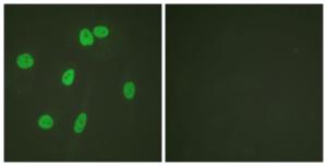 Immunofluorescence analysis of HeLa cells using Anti-Histone H3 Antibody. The right hand panel represents a negative control, where the antibody was pre-incubated with the immunising peptide