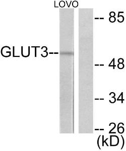 Western blot analysis of lysates from LOVO cells using Anti-GLUT3 Antibody The right hand lane represents a negative control, where the antibody is blocked by the immunising peptide