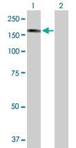 Anti-STK36 Mouse Polyclonal Antibody