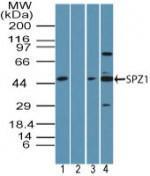 Anti-SPZ1 Rabbit Polyclonal Antibody