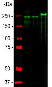 Western blot analysis of spinal cord lysates from different species using Anti-NF-H Antibody (1:20,000/green)