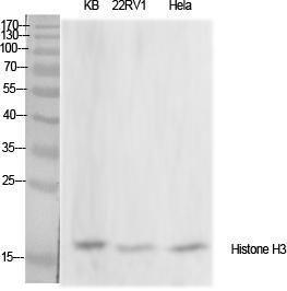 Western blot analysis of various cells using Anti-Histone H3 Antibody