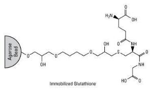 Glutathione spin columns, Pierce™