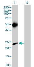 Anti-MS4A3 Mouse Polyclonal Antibody