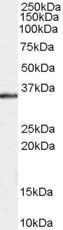 Anti-STUB1 Goat Polyclonal Antibody