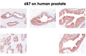 Anti-KLK2 Mouse Monoclonal Antibody [clone: 6B7]