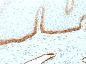 Immunohistochemical analysis of formalin-fixed, paraffin-embedded human cervix using Anti-Podocalyxin Antibody [PDPN/1433]